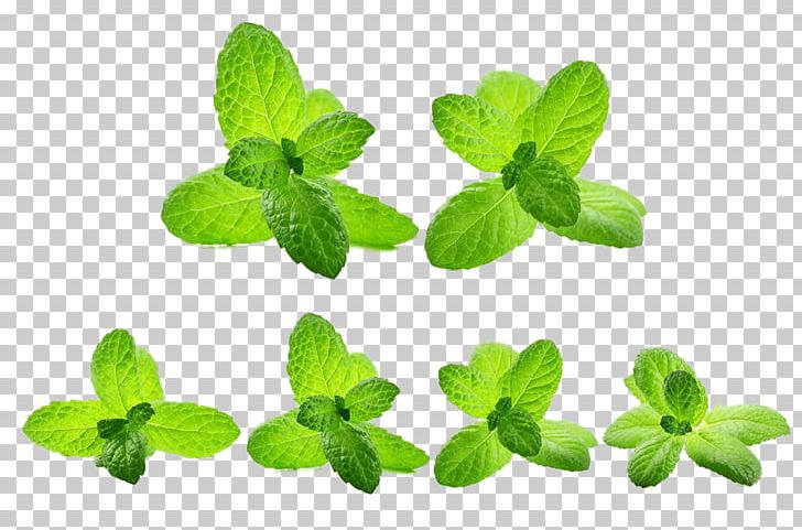 Mentha Spicata Water Mint Green Leaf PNG, Clipart, Background Green, Color, Encapsulated Postscript, Fall Leaves, Food Free PNG Download