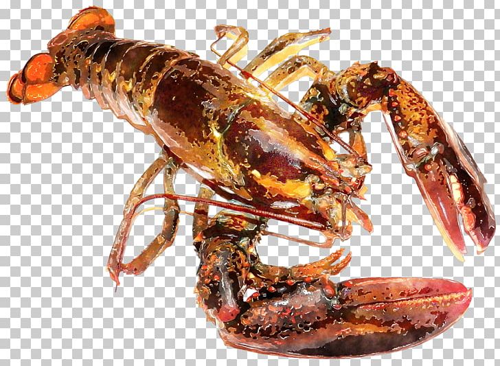 American Lobster Homarus Gammarus Seafood Palinurus Lobster Trap PNG, Clipart, American Lobster, Animals, Animal Source Foods, Arthropod, Cooking Free PNG Download