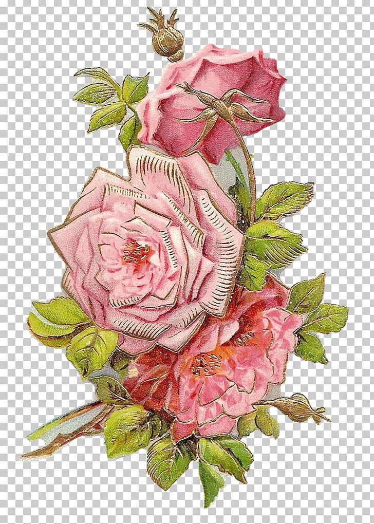 Garden Roses Cut Flowers Floral Design Centifolia Roses PNG, Clipart, 50k, Artificial Flower, Askartelu, Centifolia Roses, Cut Flowers Free PNG Download