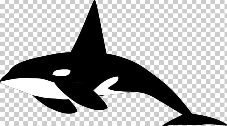 Killer Whale Shamu PNG, Clipart, Beak, Bird, Black And White, Blog, Blue Whale Free PNG Download