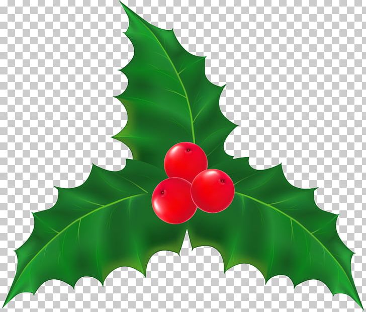 Mistletoe Holly PNG, Clipart, Aquifoliaceae, Aquifoliales, Berry, Cherry, Christmas Free PNG Download