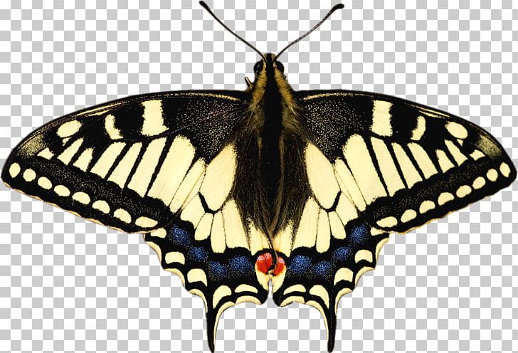 Monarch Butterfly Pieridae Brush-footed Butterflies Insect PNG, Clipart, Animal, Brush Footed Butterfly, Butterflies And Moths, Butterfly, Farfalle Free PNG Download