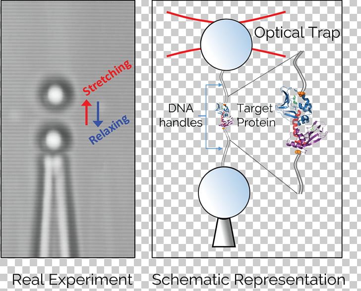 Optical Tweezers Single-molecule Experiment Magnetic Tweezers Optics PNG, Clipart, Angle, Area, Bead, Biology, Biophysics Free PNG Download