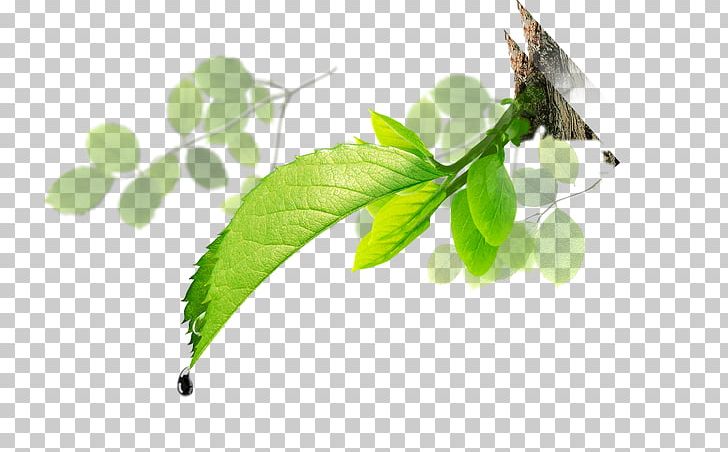 James Bond Computer Common Sunflower Leaf PNG, Clipart, Beauty Salon, Branch, Branches, Chemical Element, Common Sunflower Free PNG Download