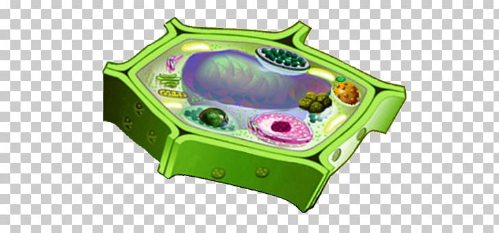 Plant Cell Cèl·lula Eucariota Cèl·lula Animal Eukaryote PNG, Clipart, Animal Cell, Biology, Cell, Cell Nucleus, Cells Free PNG Download