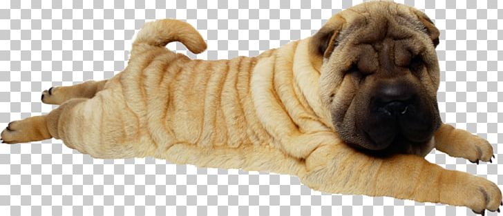 Puppy Shar Pei PNG, Clipart, Animal, Animal Figure, Animals, Animation, Carnivoran Free PNG Download