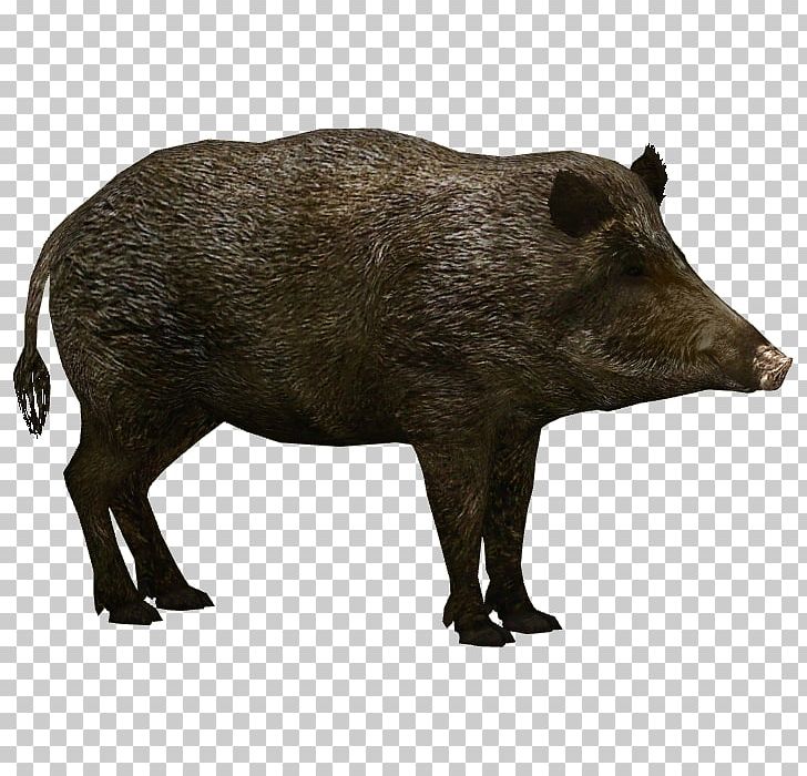 Wild Boar Wildlife PNG, Clipart, African Buffalo, American Bison, Animal, Boar, Computer Icons Free PNG Download