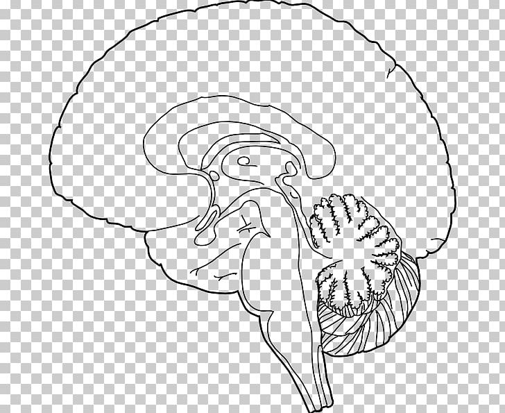 Human Brain Human Brain PNG, Clipart, Anatomy, Angle, Arm, Art, Artwork Free PNG Download