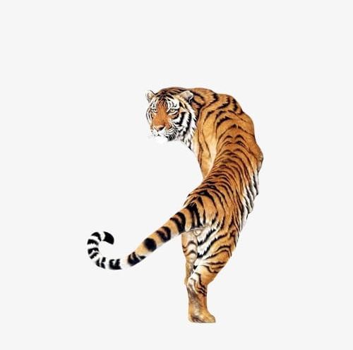 tiger images clip art