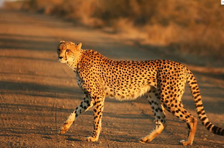 Cheetah Felinae Wikipedia Big Cat Fastest Animals PNG, Clipart, Animals, Big Cat, Big Cats, Carnivoran, Cat Like Mammal Free PNG Download