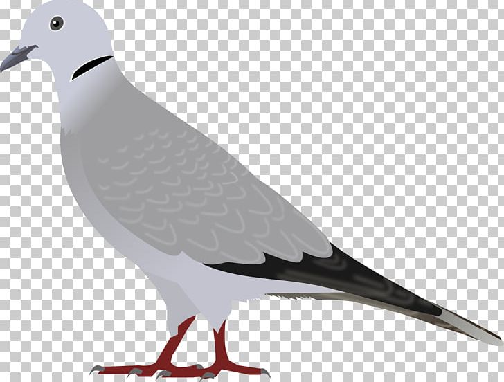 Eurasian Collared Dove European Herring Gull Bird Domestic Pigeon Laughing Dove PNG, Clipart, Animals, Beak, Bird, Charadriiformes, Columbidae Free PNG Download