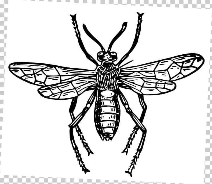 Insect Honey Bee Pollinator PNG, Clipart, Animal, Animals, Arthropod, Artwork, Bee Free PNG Download