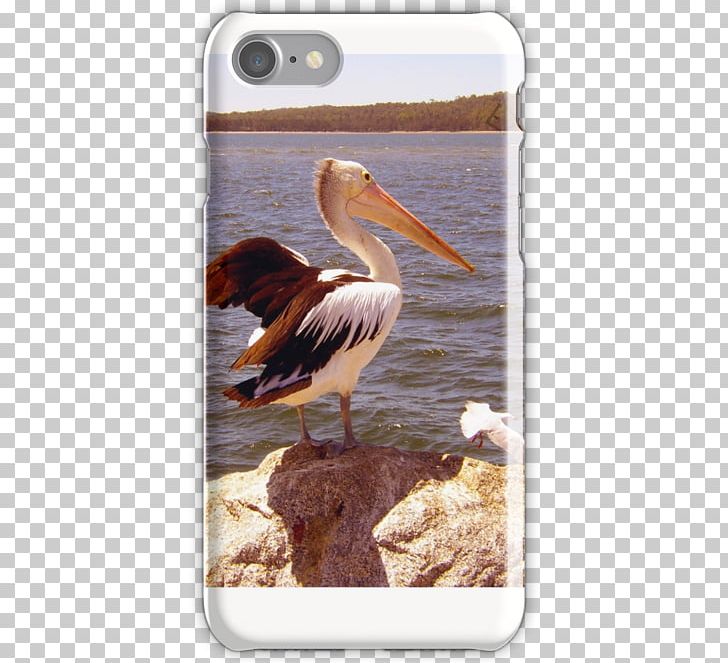 Pelican Products Fauna Beak PNG, Clipart, Beak, Bird, Fauna, Others, Pelecaniformes Free PNG Download