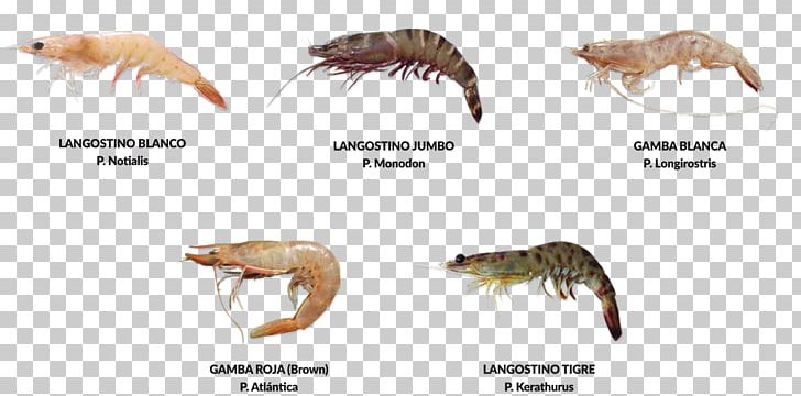 Prawns Deep-water Rose Shrimp Atlantic Ocean Animal PNG, Clipart, Animal, Animal Figure, Animals, Atlantic Ocean, Carnivoran Free PNG Download