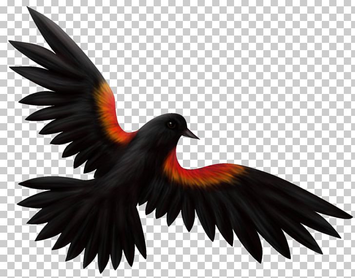 Red-winged Blackbird Drawing Illustration Common Blackbird PNG, Clipart, Agelaius, Art, Beak, Bird, Blackbird Free PNG Download