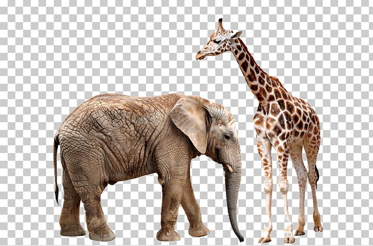 Asian Elephant Giraffe African Elephant Rhinoceros PNG, Clipart, Animal, Animals, Baby Elephant, Elephant, Elephas Free PNG Download
