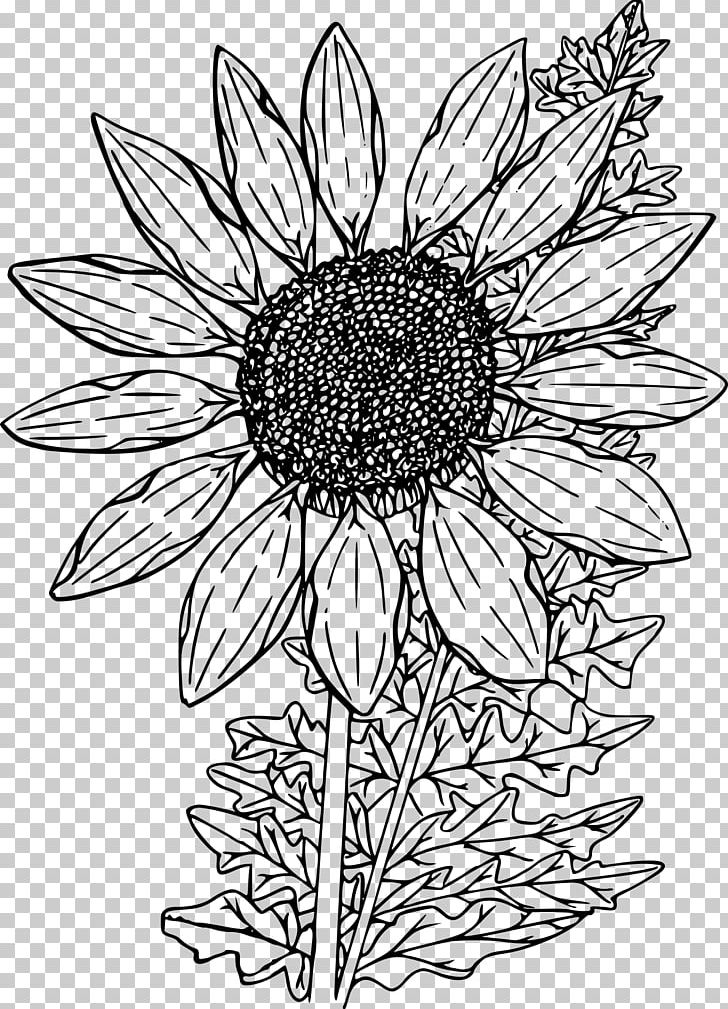 Coloring Book Drawing PNG, Clipart, Black And White, Chrysanths, Coloring Book, Computer Icons, Cut Flower Free PNG Download