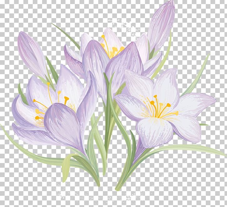 Flower Crocus Vernus PNG, Clipart, Autumn Crocus, Crocus, Crocus Vernus, Flower, Flowering Plant Free PNG Download