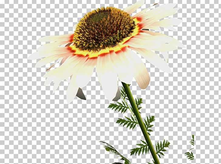 Flower Petal Oxeye Daisy PNG, Clipart, 1669, 1670, 1672, 1673, Coneflower Free PNG Download