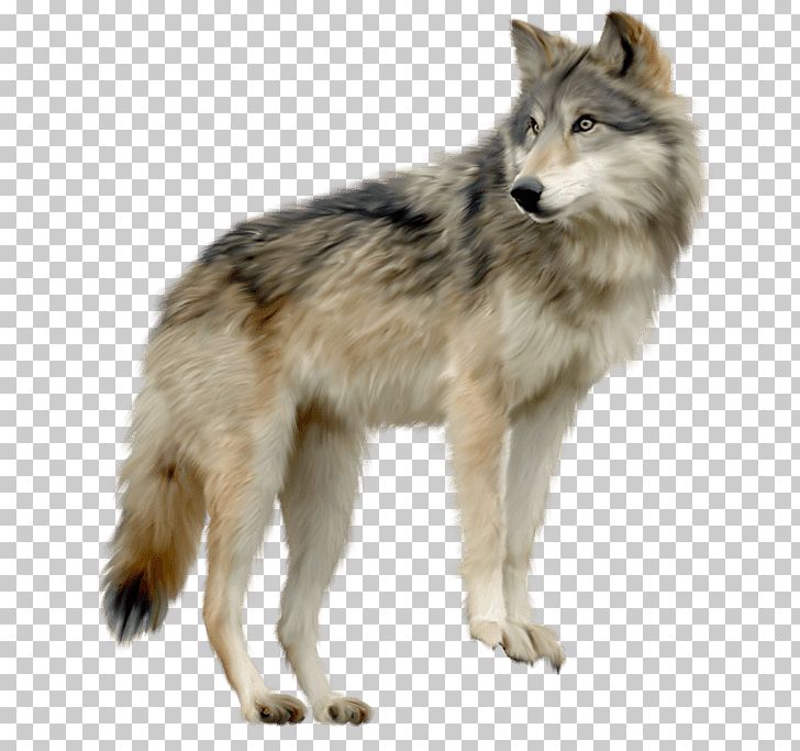 Gray Wolf PNG, Clipart, Animal, Animals, Carnivoran, Dog Breed, Dog Like Mammal Free PNG Download