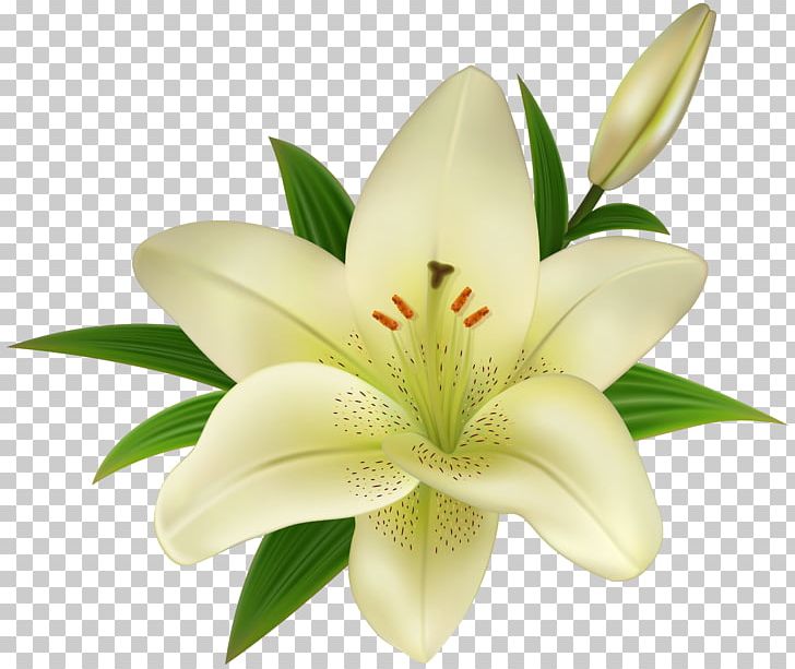 Lilium Amaryllis Belladonna PNG, Clipart, Amaryllis Belladonna, Clip Art, Clipart, Cut Flowers, Easter Lily Free PNG Download