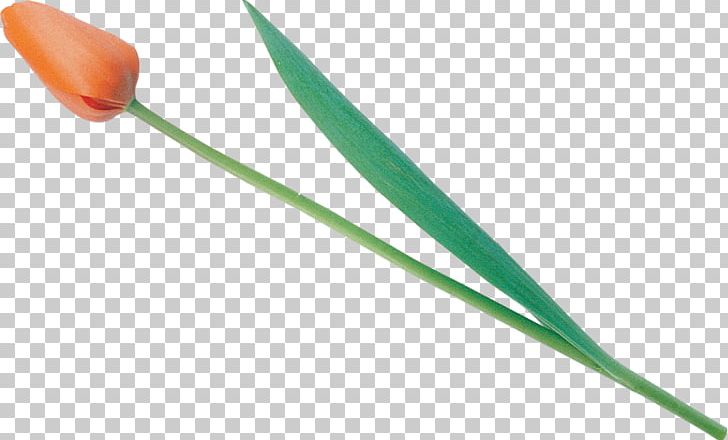 Plant Stem Line PNG, Clipart, Art, Line, Plant Stem, Tulips, Yellow Free PNG Download