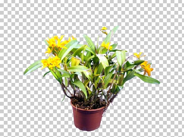 Cattleya Orchids Cut Flowers Epiphyte Mestoklema Tuberosum PNG, Clipart, Bulbophyllum, Cattleya, Cattleya Orchids, Cut Flowers, Embryophyta Free PNG Download