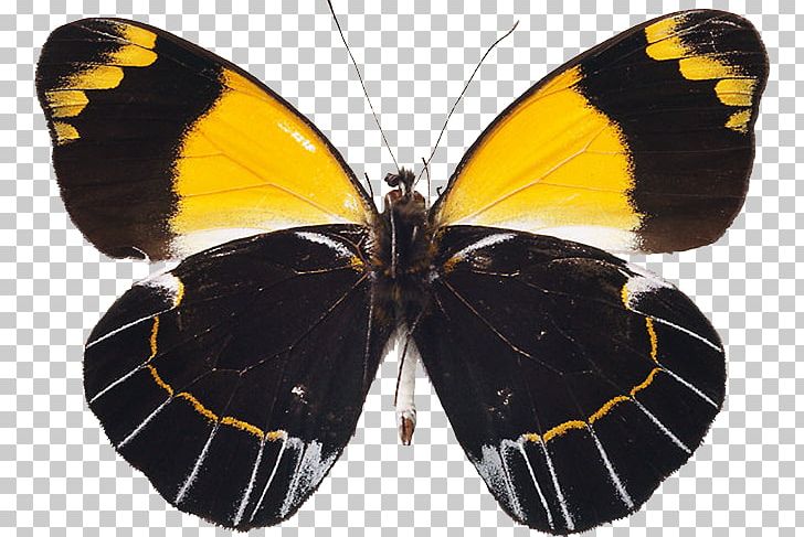 Monarch Butterfly Pieridae Guest House Lycaenidae PNG, Clipart, Accommodation, Adjustable Bed, Arthropod, Bed, Black Butterfly Free PNG Download