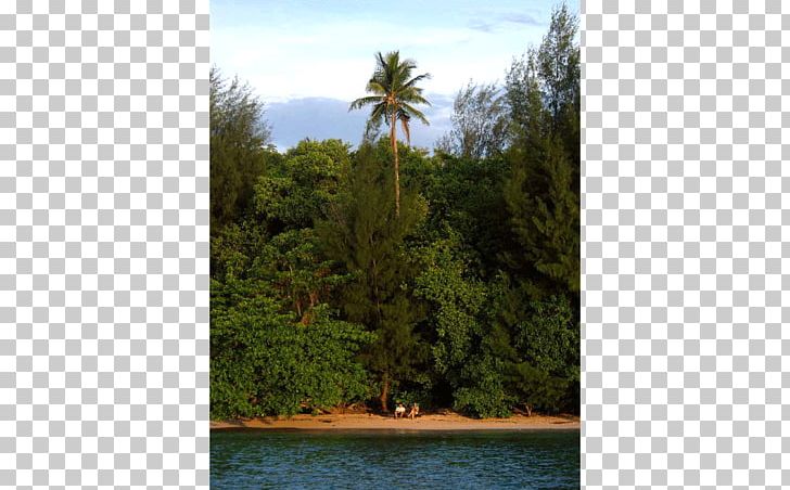 New Guinea Private Island Resort Island PNG, Clipart, Arecales, Bayou, Biome, Cheap, Ecosystem Free PNG Download