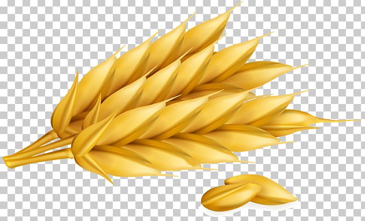 Wheat Cereal Computer Icons Ear PNG, Clipart, Bread, Cartoon Wheat, Cereal Germ, Commodity, Crops Free PNG Download