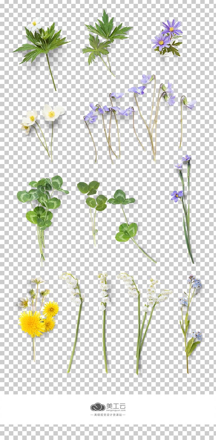 Flower Euclidean PNG, Clipart, Branch, Download, Element, Encapsulated Postscript, Flora Free PNG Download