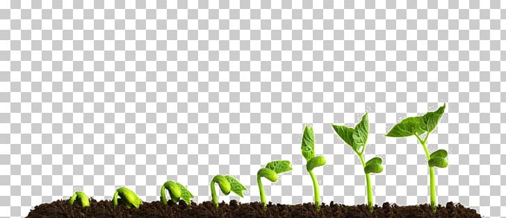 Grow Light Plants Soil Hydroponics PNG, Clipart, Drip Irrigation, Ecology, Fullspectrum Light, Grass, Grass Family Free PNG Download