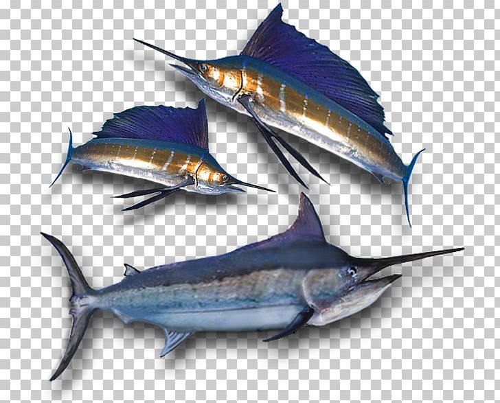 Swordfish Tuna Mackerel Pacific Saury South Australia PNG, Clipart, Atlantic Blue Marlin, Biggame Fishing, Billfish, Bonito, Bony Fish Free PNG Download