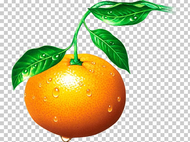 Clementine Tangerine Mandarin Orange Tangelo Rangpur PNG, Clipart, Bitter Orange, Citrus, Clementine, Fizzy Drinks, Food Free PNG Download