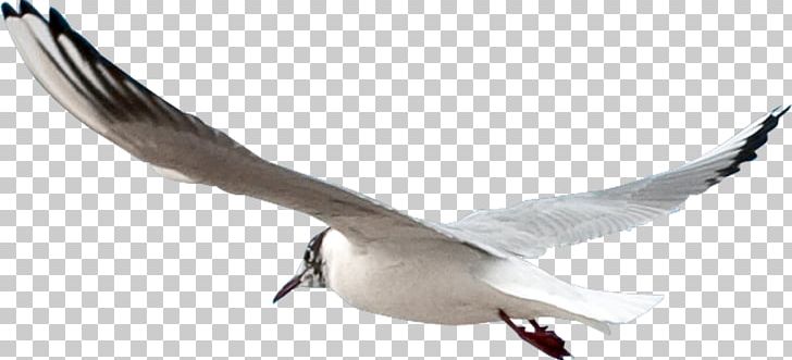 Gulls Bird PNG, Clipart, Animals, Beak, Bird, Charadriiformes, Computer Icons Free PNG Download