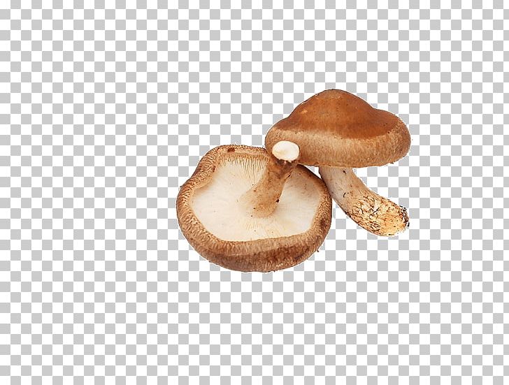 Lingzhi Mushroom Shiitake Chinese Cuisine Vegetable PNG, Clipart, Cartoon Mushroom, Chinese Cuisine, Edible Mushroom, Food, Food Drying Free PNG Download