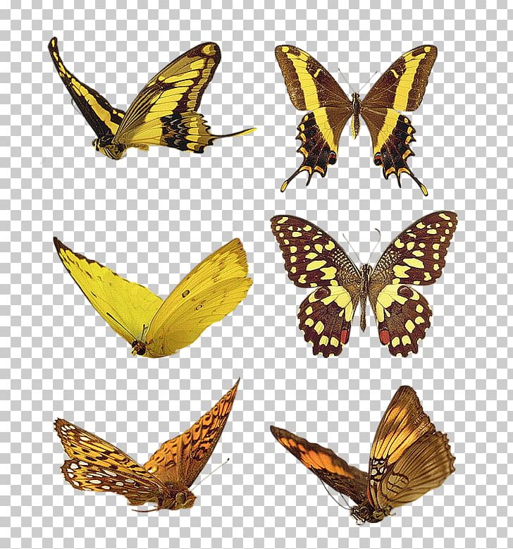 Monarch Butterfly Pieridae Brush-footed Butterflies Insect PNG, Clipart, Arthropod, Brush Footed Butterfly, Desktop Wallpaper, Fauna, Geranium Bronze Free PNG Download