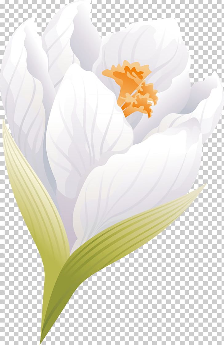Flowering Plant Petal Flowering Plant Desktop PNG, Clipart, Closeup, Computer Wallpaper, Crocus, Desktop Wallpaper, Flower Free PNG Download