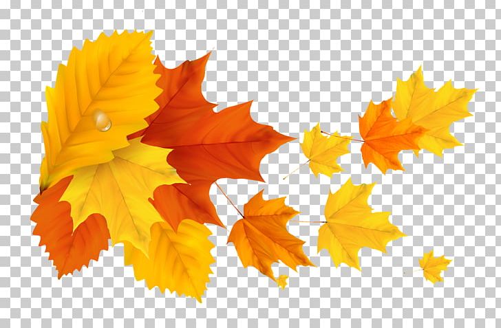 Leaf Autumn Light PNG, Clipart, Autumn, Autumn Leaf Color, Autumn Leaves, Clip Art, Color Free PNG Download