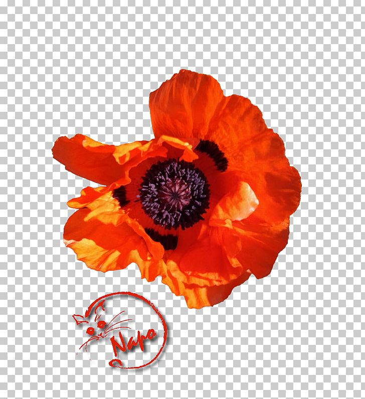 Poppy Centerblog Photography If(we) PNG, Clipart, Bar, Bass, Blog, Centerblog, Common Poppy Free PNG Download