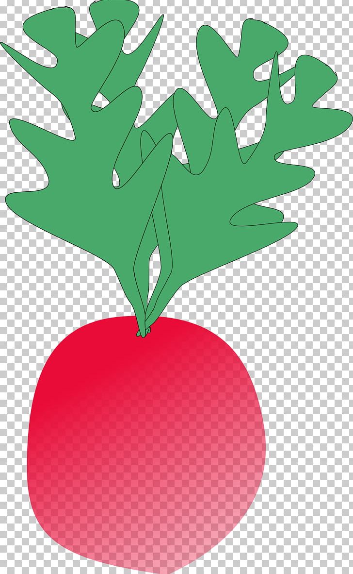 Radish Turnip PNG, Clipart, Beetroot, Branch, Chinese Cabbage, Download, Food Free PNG Download