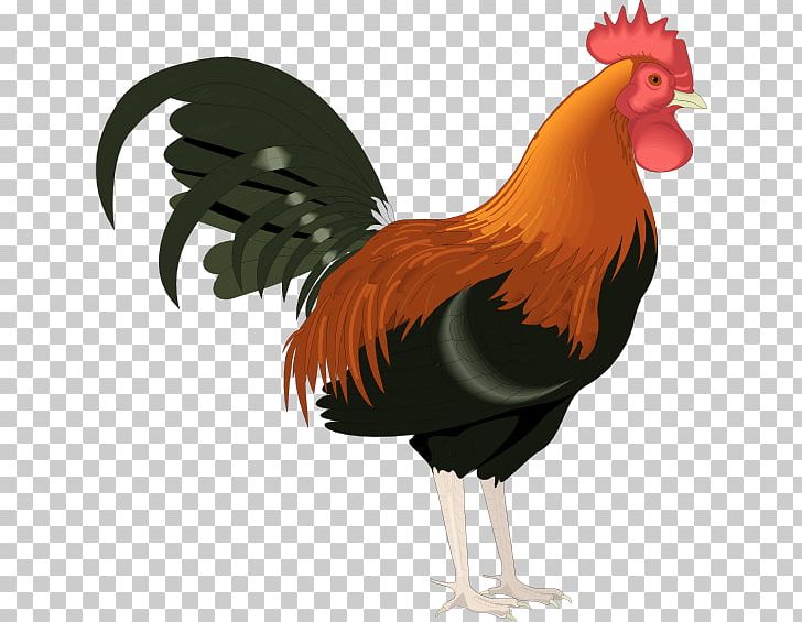 Rooster Chicken PNG, Clipart, Beak, Bird, Blog, Cartoon, Chicken Free PNG Download