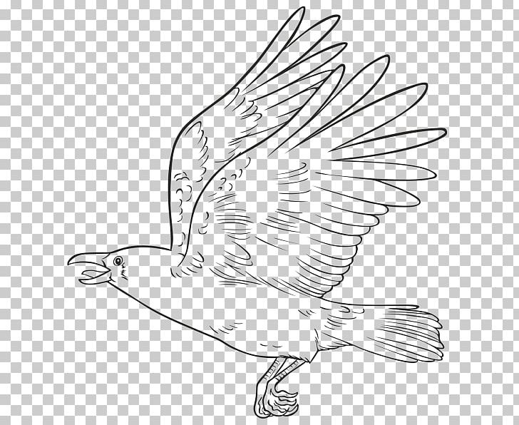 Drawing Crow Draw Write Now Common Raven Pencil PNG, Clipart, Animals, Artwork, Beak, Bird, Black And White Free PNG Download