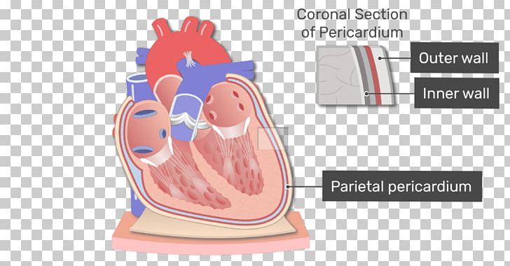 Pericardium Heart Anatomy Pericardial Cavity Mediastinum PNG, Clipart, Adipose Tissue, Anatomy, Body Cavity, Chart, Diagram Free PNG Download