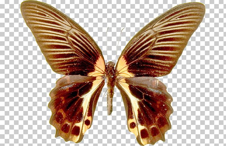 Butterfly Nymphalidae Photography PNG, Clipart, Abstract Pattern, Animation, Arthropod, Beautiful, Brush Footed Butterfly Free PNG Download