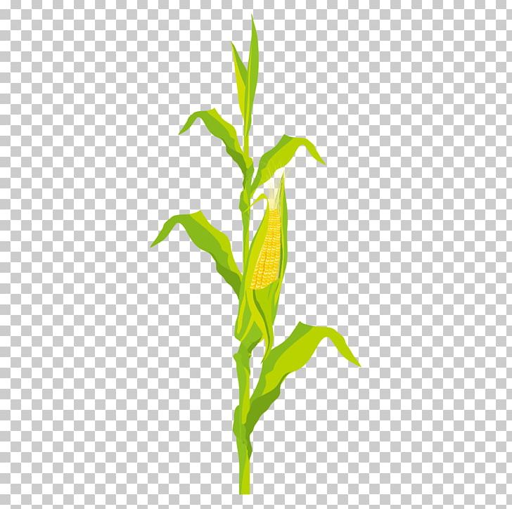 Corn On The Cob Maize PNG, Clipart, Branch, Cartoon, Cartoon Corn, Corn, Corn Cartoon Free PNG Download