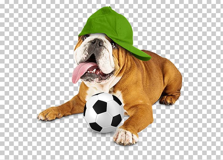 Dorset Olde Tyme Bulldogge Puppy Dog Breed Cat PNG, Clipart, Animals, Breed, British Bulldogs, Bulldog, Carnivoran Free PNG Download