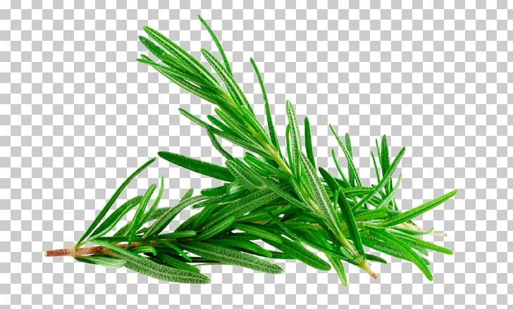 Herbaceous Plant Rosemary Gum Trees Essential Oil PNG, Clipart, Aerosol Spray, Anzac, Anzac Day, Aquarium Decor, Deodorant Free PNG Download