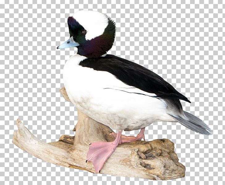 Mallard Seaducks Fauna Beak PNG, Clipart, Animals, Beak, Bird, Duck, Ducks Geese And Swans Free PNG Download