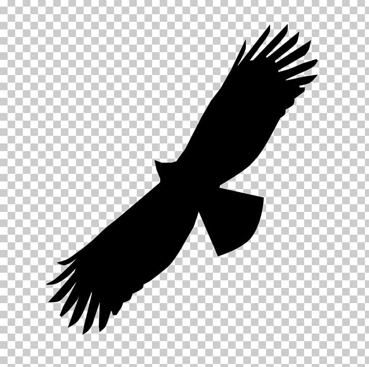 Black Eagle Bird Of Prey Bald Eagle Beak PNG, Clipart, Accipitridae, Accipitriformes, Animals, Bird, Black And White Free PNG Download
